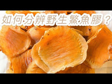 將影片載入圖庫檢視器並播放,15頭野生深海鰵魚膠公 (半斤裝/300g)