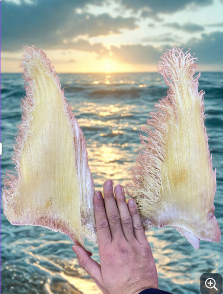 潮州菜靈魂:潮州紅燒翅!