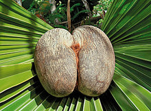 將圖片載入圖庫檢視器 非洲海底椰(切片)(二両)
