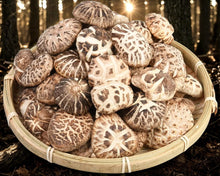 將圖片載入圖庫檢視器 原木大花菇（一斤庄）
