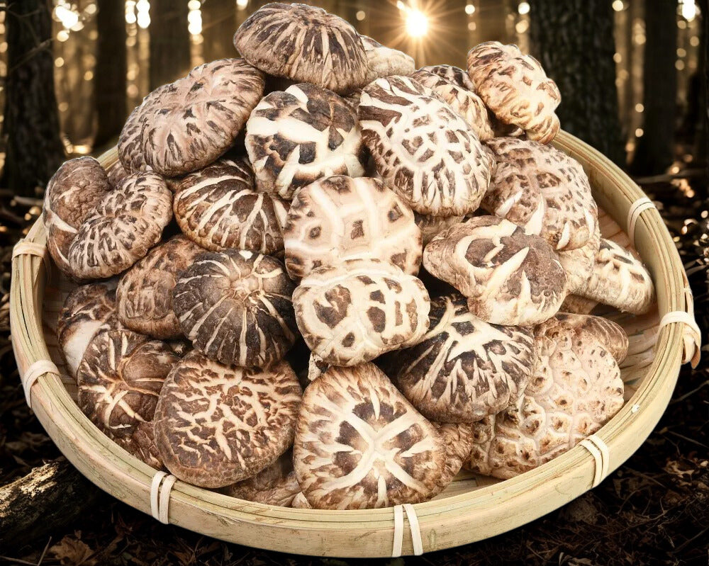 原木大花菇（一斤庄）