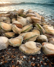 將圖片載入圖庫檢視器 南澳洲青邊鮑魚10kg批發價   （11-12隻/磅）平均每磅價錢為:$460
