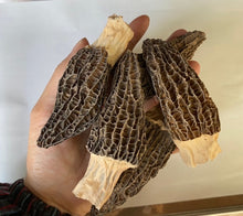 將圖片載入圖庫檢視器 種植羊肚菌(1両庄)
