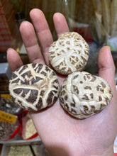 將圖片載入圖庫檢視器 原木大花菇（一斤庄）
