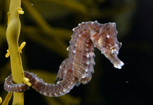 將圖片載入圖庫檢視器 XL原色冇漂染靚海馬(一兩庄)(七隻)
