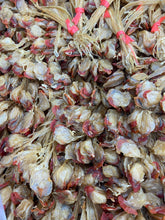 將圖片載入圖庫檢視器 正宗紅唇日月魚(一斤庄/605g)

