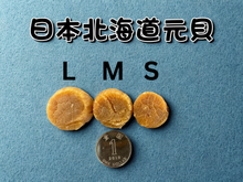 將圖片載入圖庫檢視器 日本一等北海道宗谷元貝
