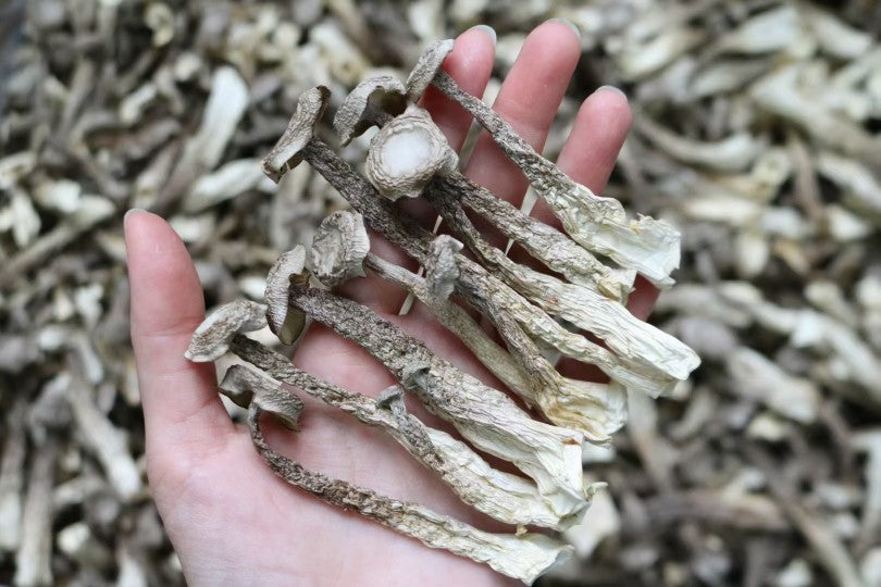 鹿茸菇(四両裝)