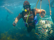 將圖片載入圖庫檢視器 珍寶澳洲野生青邊鮑魚(450克以上)
