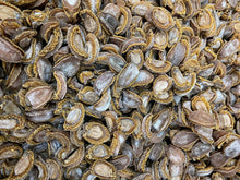 將圖片載入圖庫檢視器 皇冠牌日本吉品乾鮑魚 (53-54 頭)(一斤)
