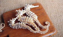 將圖片載入圖庫檢視器 細隻入門版原色冇漂染靚海馬(一兩庄)
