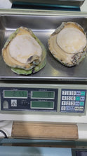 將影片載入圖庫檢視器並播放，珍寶澳洲野生青邊鮑魚(450克以上)
