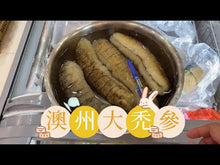 將影片載入圖庫檢視器並播放，澳洲清水特靚禿參皇(4支/斤)（一斤庄/605克)
