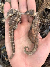 將圖片載入圖庫檢視器 XL原色冇漂染靚海馬(一兩庄)(七隻)
